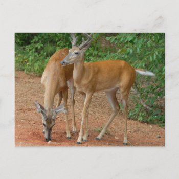 White Tailed Buck Deer Postcard by paul68 at Zazzle