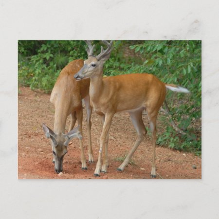 White Tailed Buck Deer Postcard