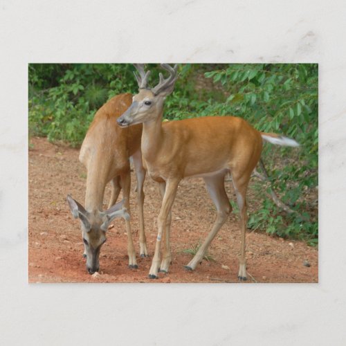 White Tailed Buck Deer Postcard