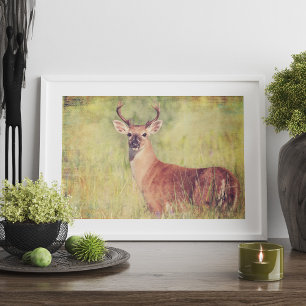 White Tailed Buck Poster or for decoupage