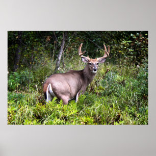 White-Tailed Buck Premium Gloss Poster