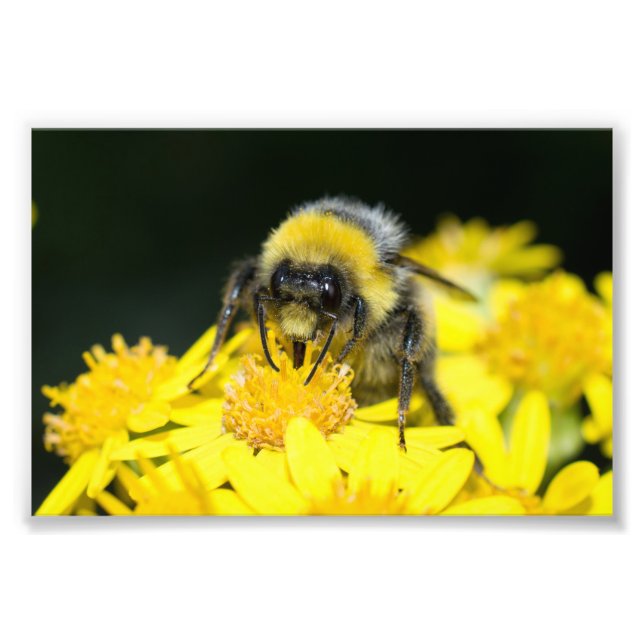 White-tailed Bumblebee Photo Print (Front)