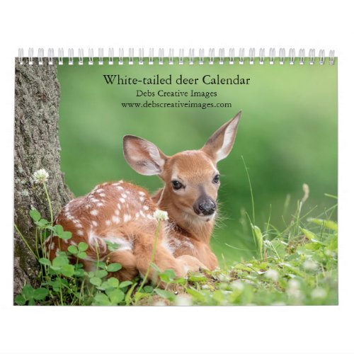 White_tailed deer 2024 calendar