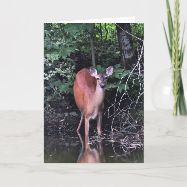 White-tailed Deer at Forest Pond Blank Card