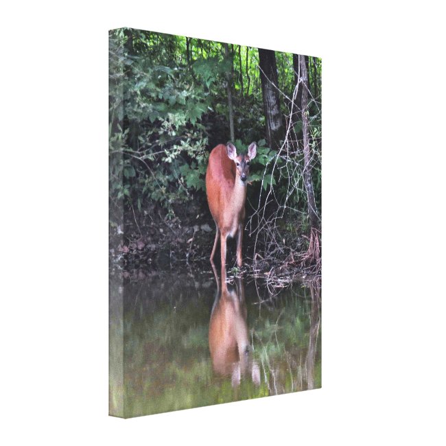 White Tailed Deer at Forest Pond Canvas Print