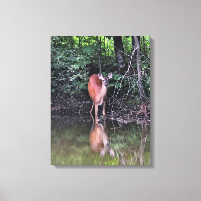 White Tailed Deer at Forest Pond Canvas Print (Front)