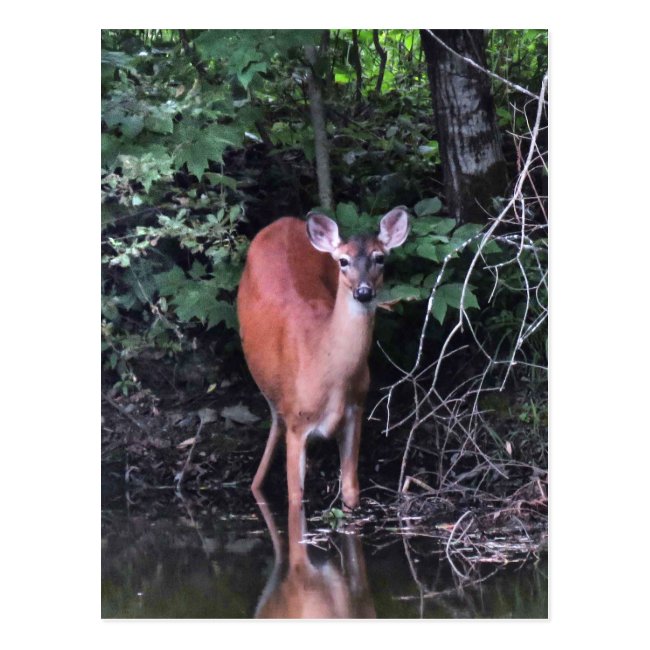 White-tailed Deer at Forest Pond Postcard
