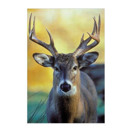 White_Tailed Deer  Autumn Acrylic Print