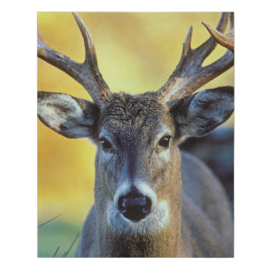 White-Tailed Deer Autumn Faux Canvas Print