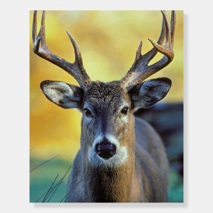 White-Tailed Deer Autumn Foam Board