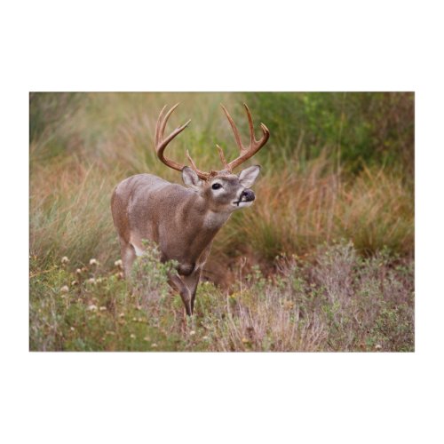 White_tailed Deer Autumn in Texas Acrylic Print