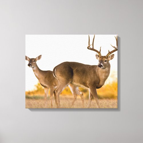 White_tailed Deer  Autumn in Texas Canvas Print