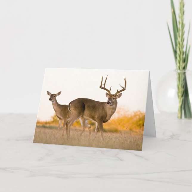 White-tailed Deer | Autumn in Texas Card (Front)