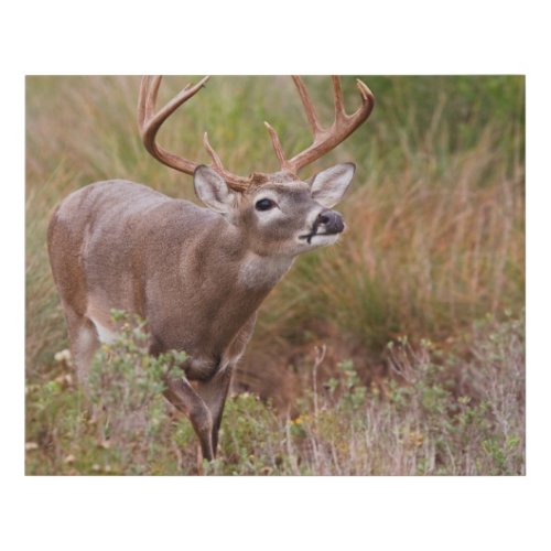 White_tailed Deer Autumn in Texas Faux Canvas Print