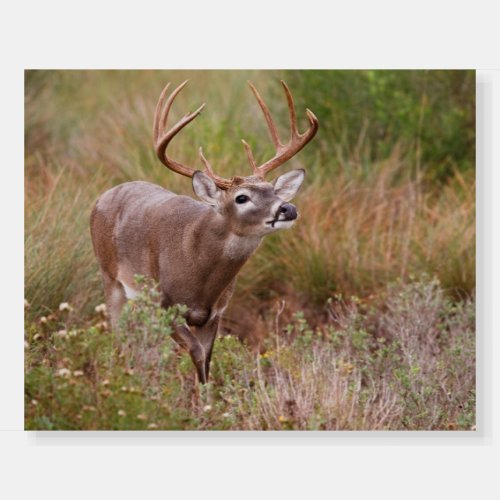 White_tailed Deer Autumn in Texas Foam Board