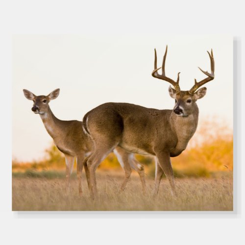 White_tailed Deer  Autumn in Texas Foam Board