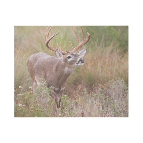 White_tailed Deer Autumn in Texas Gallery Wrap