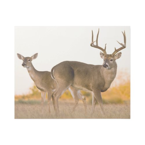 White_tailed Deer  Autumn in Texas Gallery Wrap