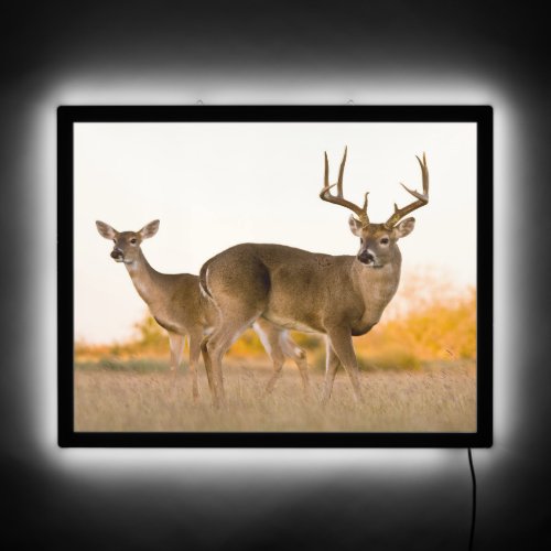White_tailed Deer  Autumn in Texas LED Sign