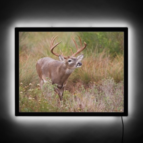 White_tailed Deer Autumn in Texas LED Sign