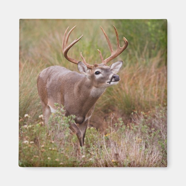 White-tailed Deer Autumn in Texas Magnet (Front)