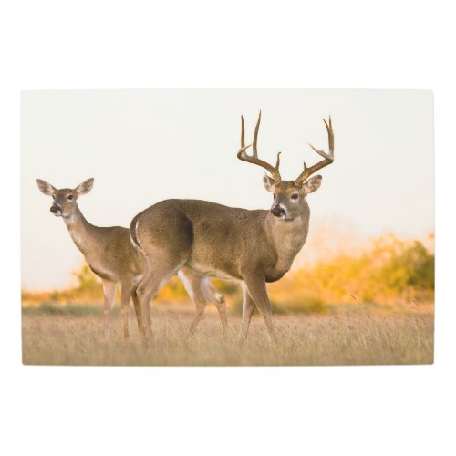White_tailed Deer  Autumn in Texas Metal Print