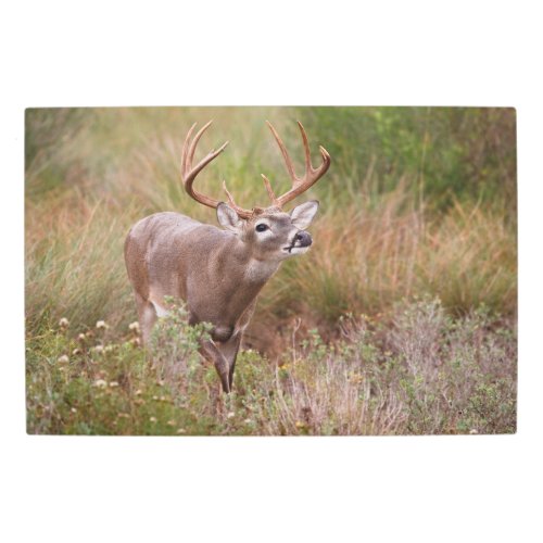 White_tailed Deer Autumn in Texas Metal Print