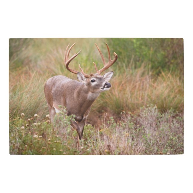 White-tailed Deer Autumn in Texas Metal Print (Front)