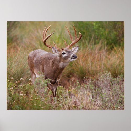 White_tailed Deer Autumn in Texas Poster