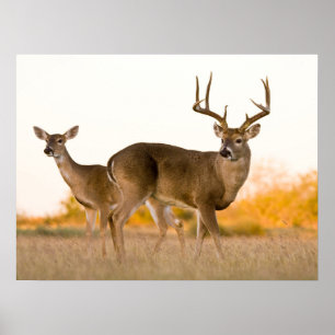 White-tailed Deer   Autumn in Texas Poster