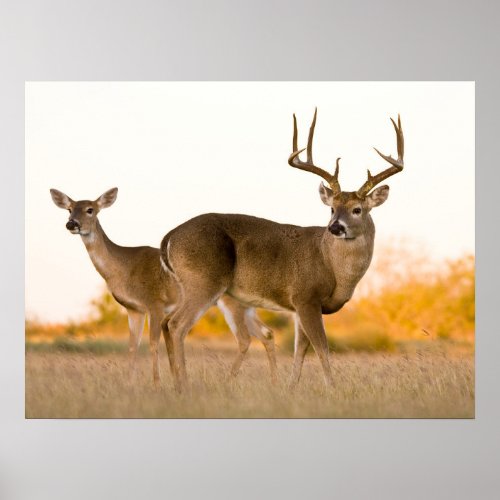 White_tailed Deer  Autumn in Texas Poster