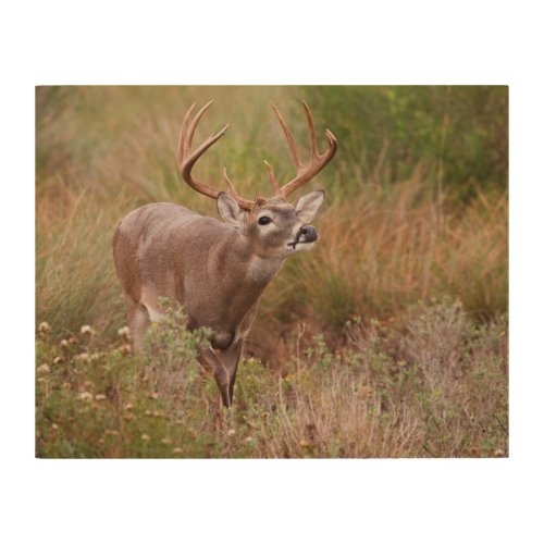 White_tailed Deer Autumn in Texas Wood Wall Art