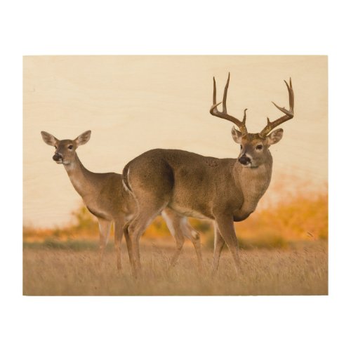 White_tailed Deer  Autumn in Texas Wood Wall Art