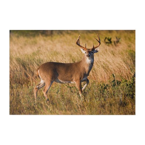 White_tailed Deer  Autumn in TX Acrylic Print