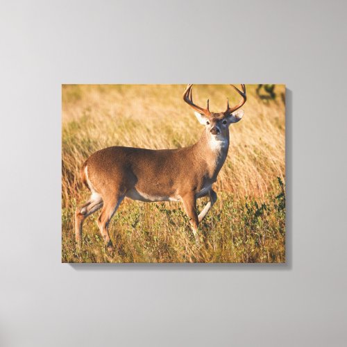 White_tailed Deer  Autumn in TX Canvas Print