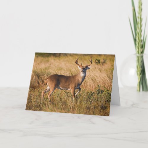 White_tailed Deer  Autumn in TX Card