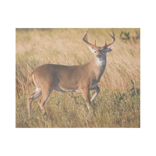 White_tailed Deer  Autumn in TX Gallery Wrap