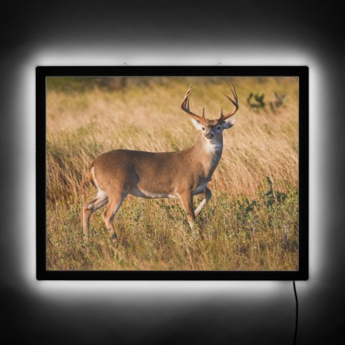 White_tailed Deer  Autumn in TX LED Sign