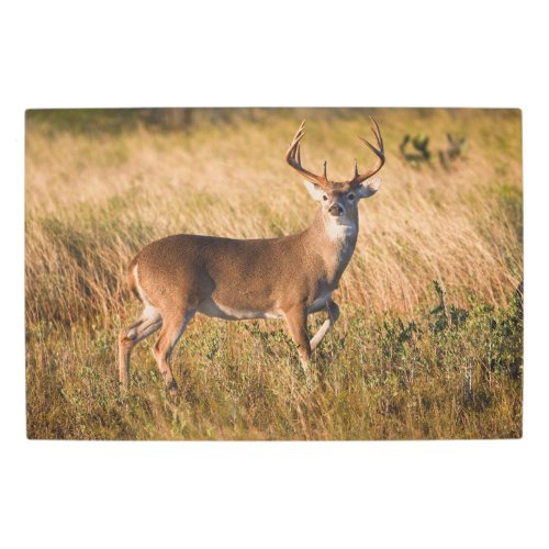White_tailed Deer  Autumn in TX Metal Print