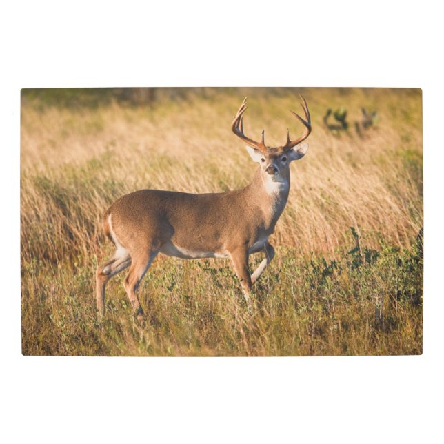 White-tailed Deer | Autumn in TX Metal Print (Front)