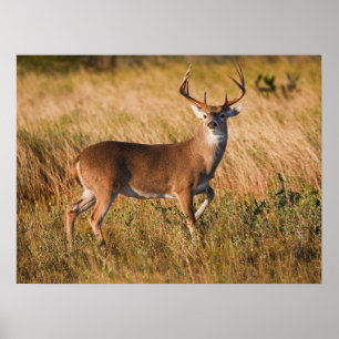 White-tailed Deer Autumn in TX Poster