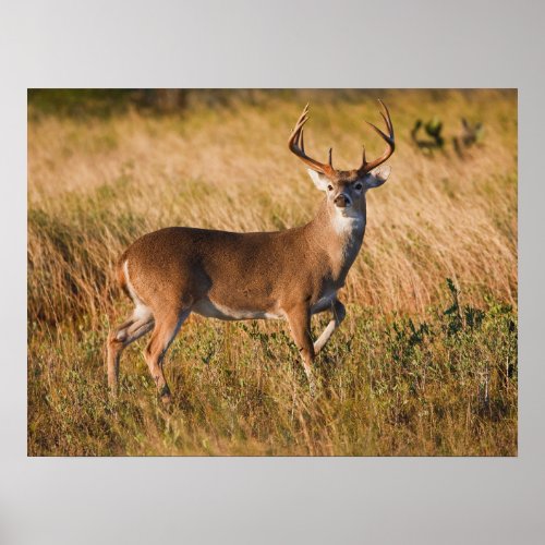 White_tailed Deer  Autumn in TX Poster