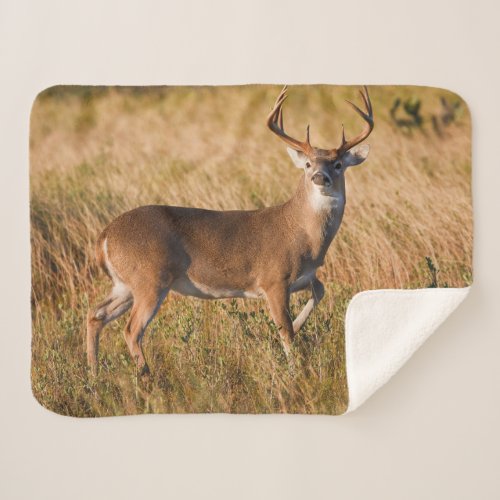 White_tailed Deer  Autumn in TX Sherpa Blanket