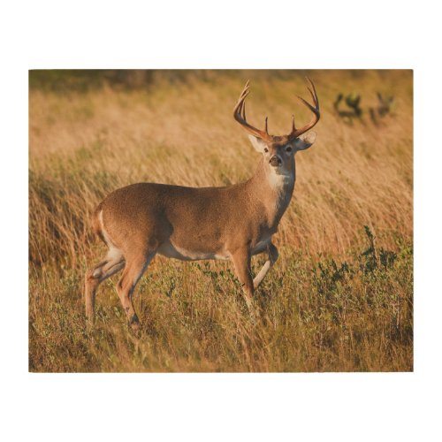 White_tailed Deer  Autumn in TX Wood Wall Art