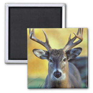 White-Tailed Deer   Autumn Magnet