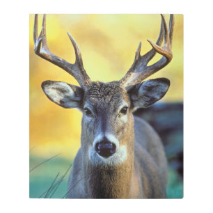 White-Tailed Deer Autumn Metal Print