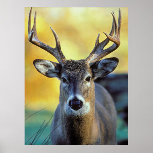 White-Tailed Deer Autumn Poster