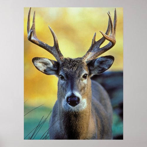 White_Tailed Deer  Autumn Poster