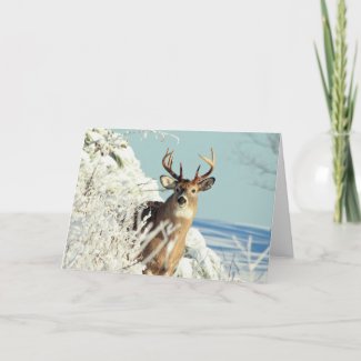 White Tailed Deer Big Buck Winter Scene Card