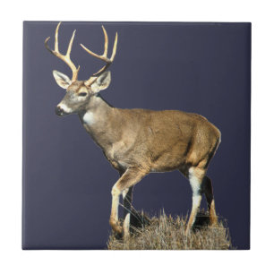 White Tailed Deer Buck Ceramic Tile